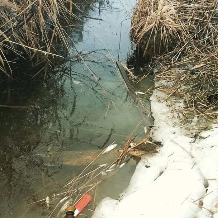 спасение рыбы озеро большая нанога. магазин золотая рыбка озерск. 2017. пивные магазины озерск. рыбки озерск.