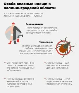 Чем опасны клещи для кошек