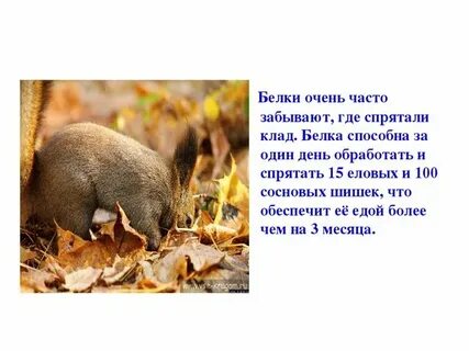 Белка забывает куда