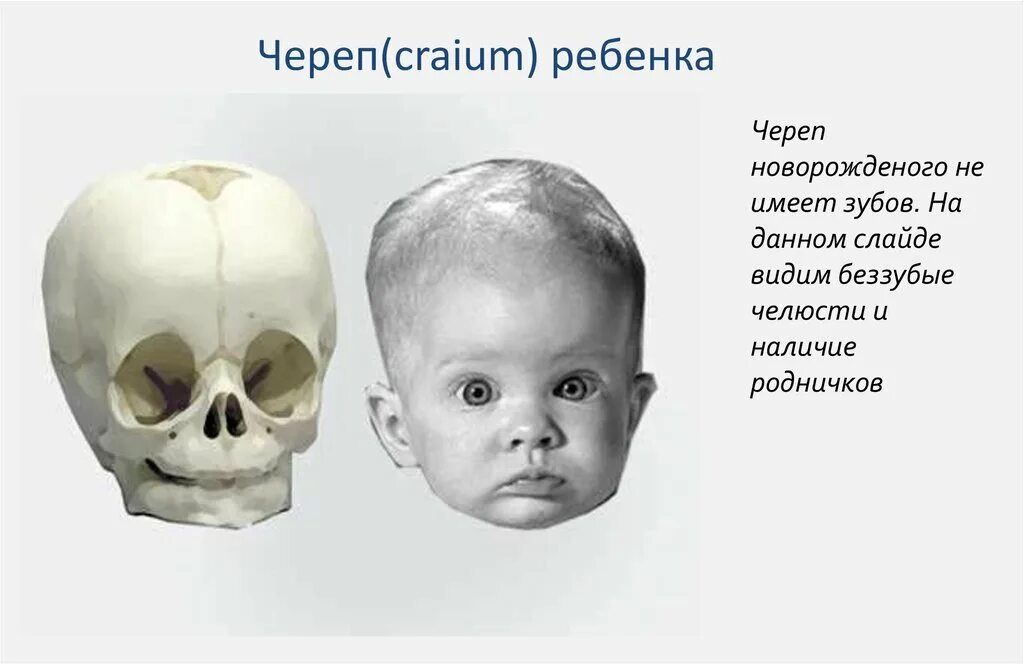 Молочные зубы у детей строение черепа. Череп новорожденного ребенка с молочными зубами. Строение черепа у младенцев 4 месяцев. Строение детского черепа. Череп 5 лет