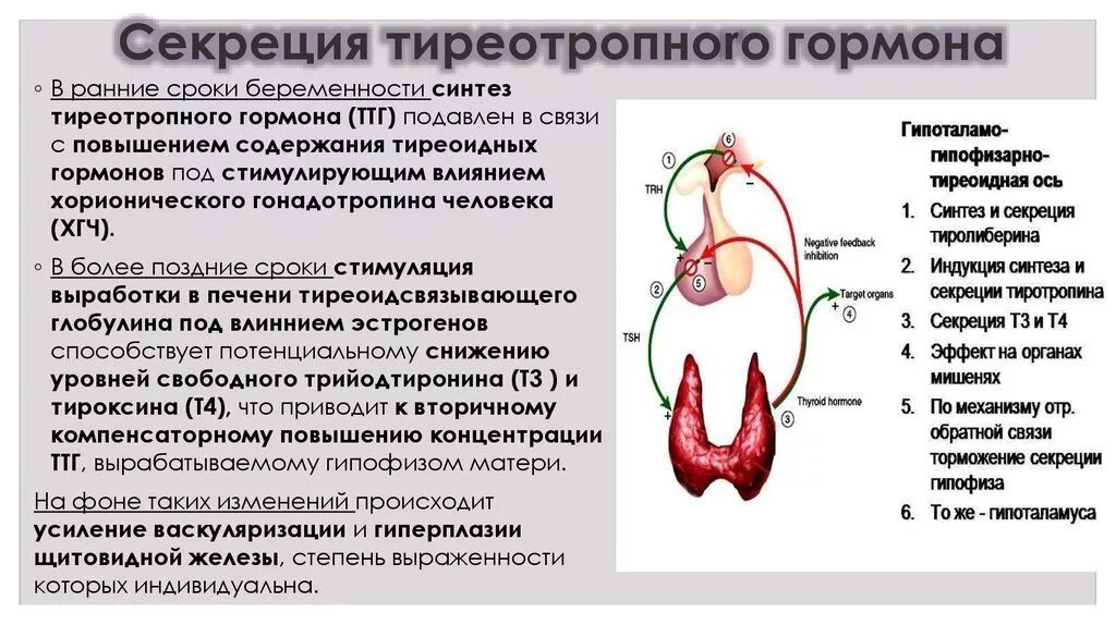 Изменение гормонов в организме. Тиреотропный гормон вызывает усиление синтеза. Тиреотропный гормон вызывает увеличение синтеза. Повышение тиреотропного гормона причины. ТТГ гормон 4.60.