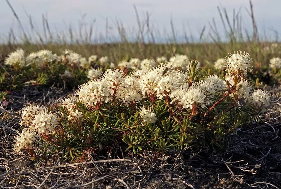 Plant north. Багульник Тундровый. Багульник болотный. Багульник (Ledum palustre). Багульник в тундре.