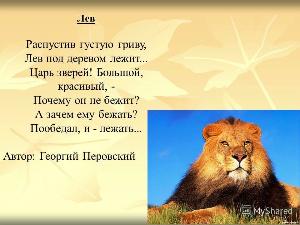 О животных для детей 3 класс. Стихи о животных. Стихотворение про животных. Стих про Льва. Стихотворение про Льва.