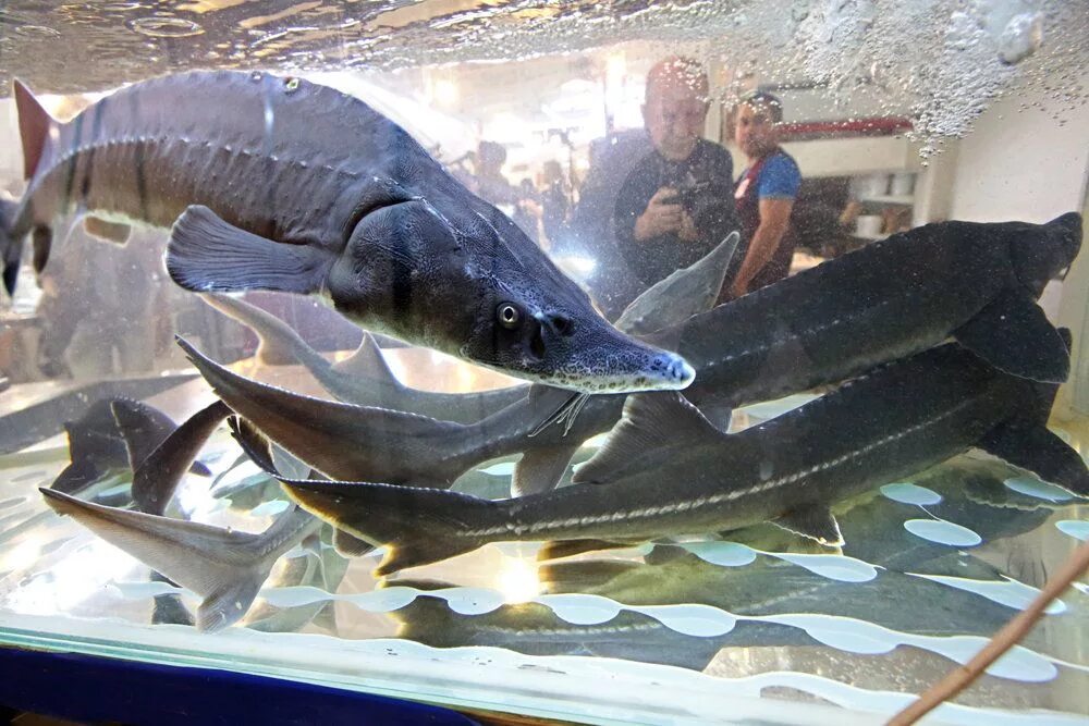 Осетровый бассейны. Плотность посадки малька осетра в узв. Осетровая ферма узв. Узв это в рыбоводстве. Осетровая ферма узв.