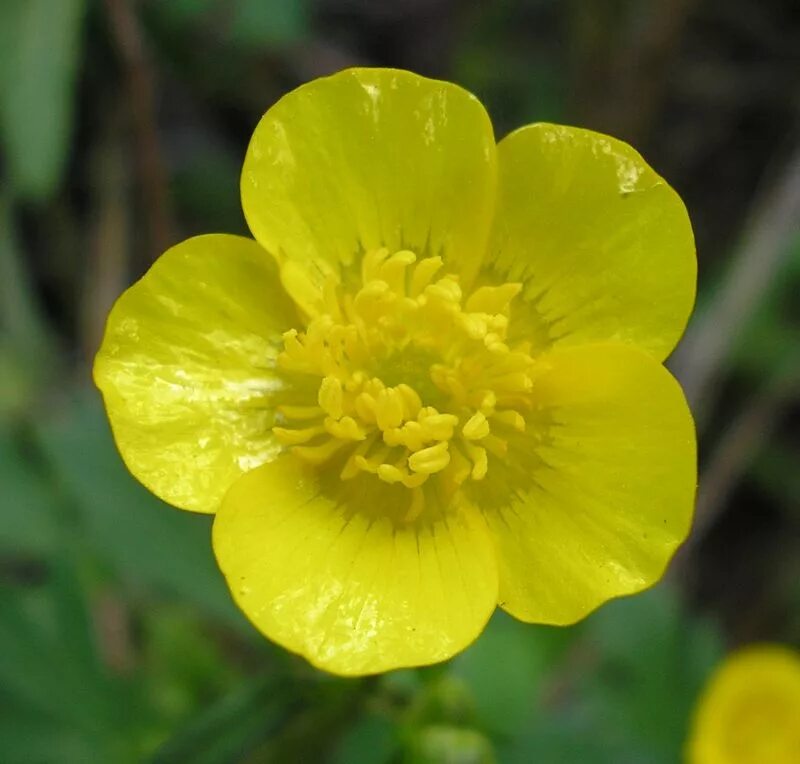 Трава из лютиковых 7 букв. Лютик ползучий. Лютик ползучий Ranunculus repens. Ranúnculus répens - Лютик ползучий. Лютик ползучий (Ranunculus repens l.).