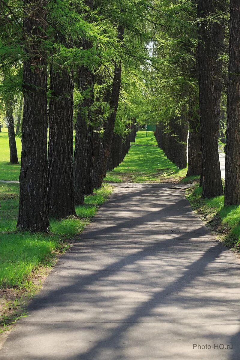 Лиственничная аллея лиственница. Лиственничная аллея тимирязевской академии. Лиственничная аллея. Лиственная аллея в тимирязевской академии. Лиственничная аллея москва тимирязевская академия.