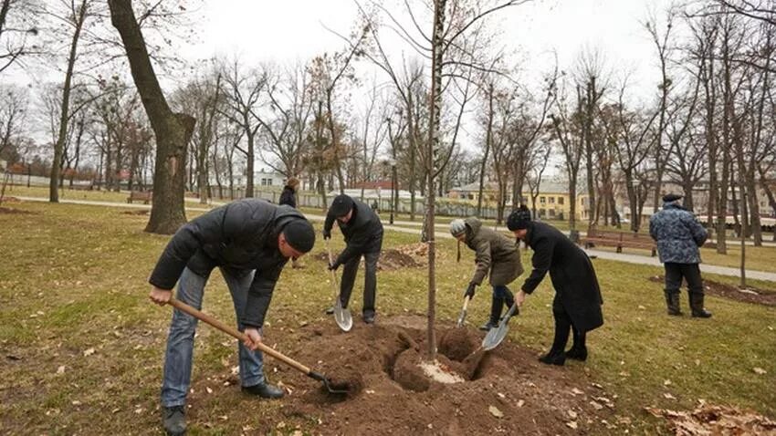 Посадив парке 4 дерева. Клен посадка весной.