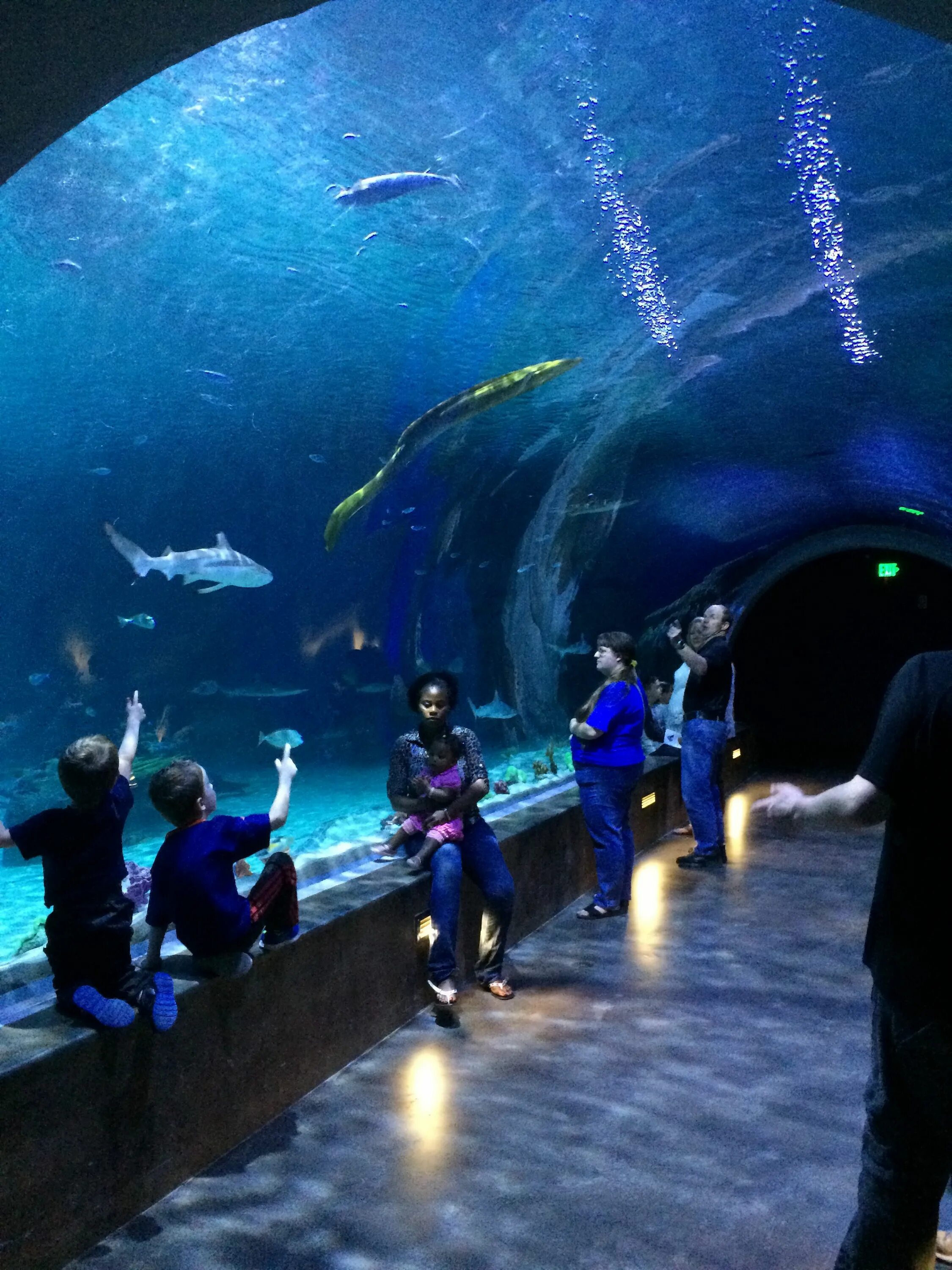 Стамбул аквариум turkuazoo. Istanbul akvaryum, турция. Океанариум турция стамбул. Аквариум sea life стамбул. Океанариум флория в стамбуле.