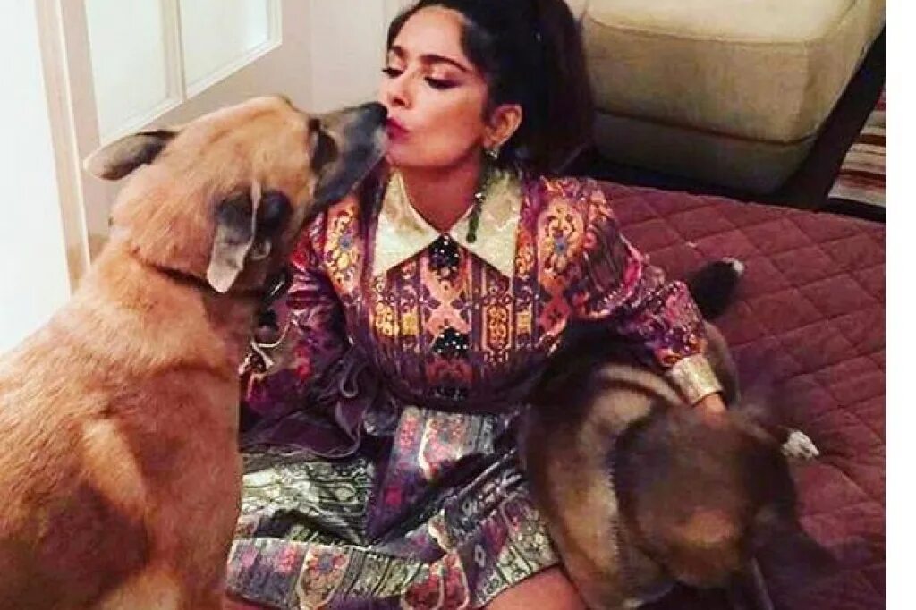 Сальма хайек и ее животные. Сальма хайек собаки. Сальма хайек и ее животные. Щенки сальма альма ногинск. Сальма хайек с животными.