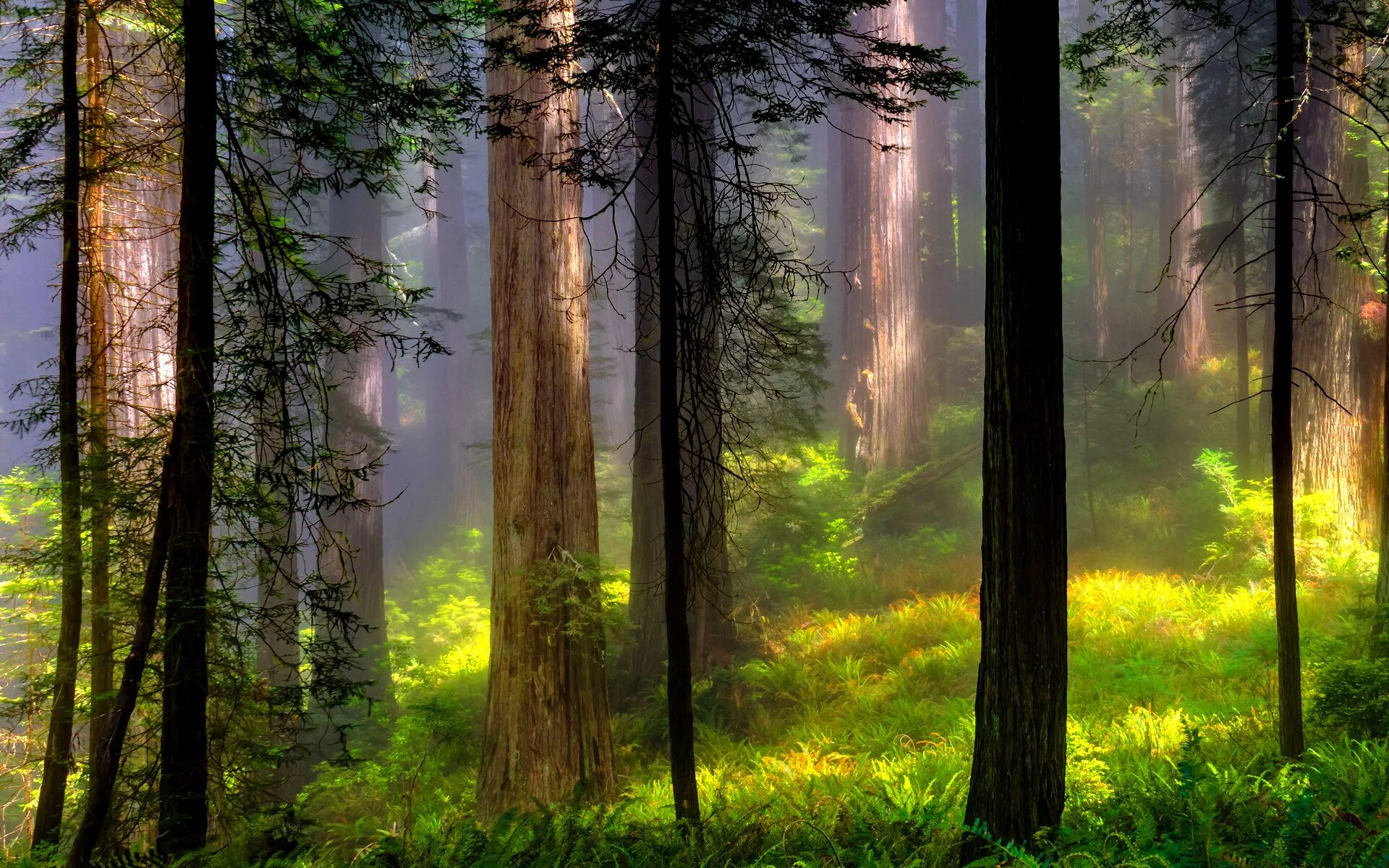 Лес туман лето. Красивые леса. Пейзаж лес. Утро в лесу. Туманный лес.