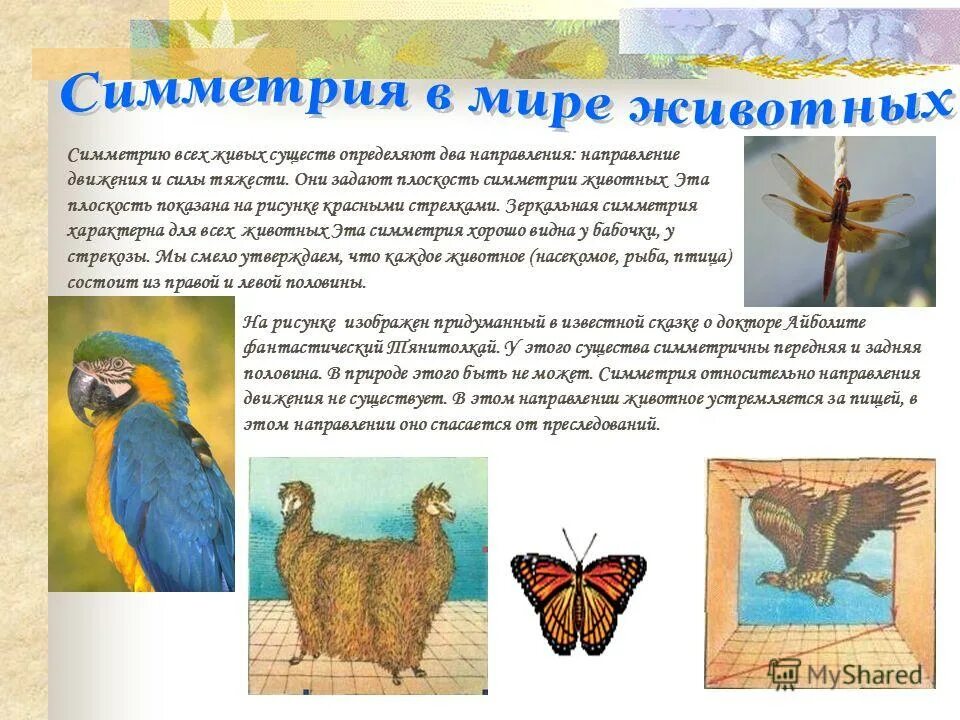 Какая симметрия характерна для животных. Какая симметрия характерна для животных
