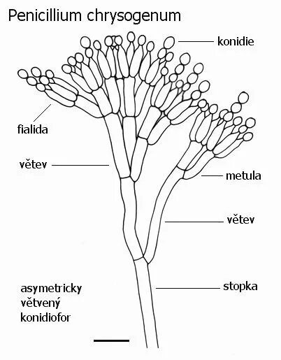 Penicillium chrysogenum строение. Пенициллиум строение рисунок. Пеницилл строение рисунок. Строение мицелия Penicillium. Мицелий гриба пеницилла