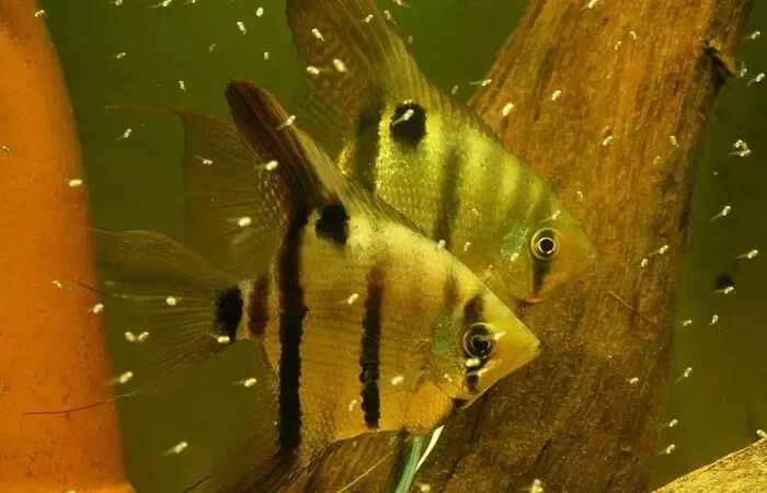 Съели скалярию