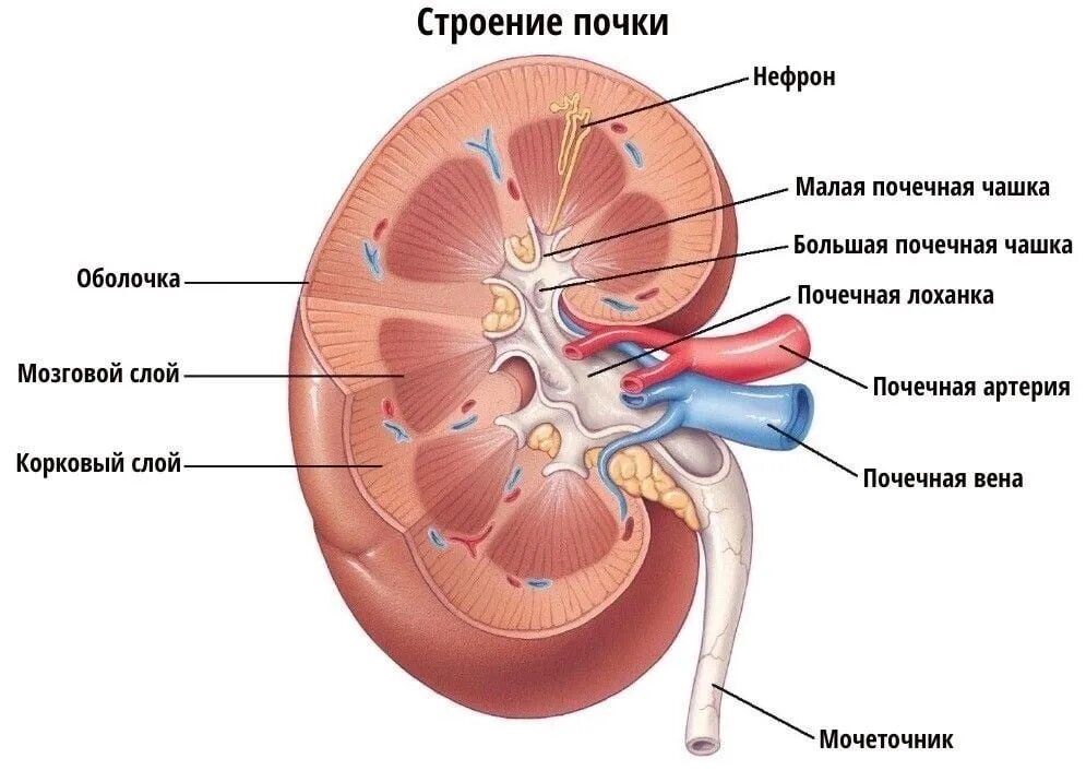 Почка строение анатомия ЕГЭ. Строение почки в разрезе рисунок. Анатомические строение поски. Анатомтческое строение поче.