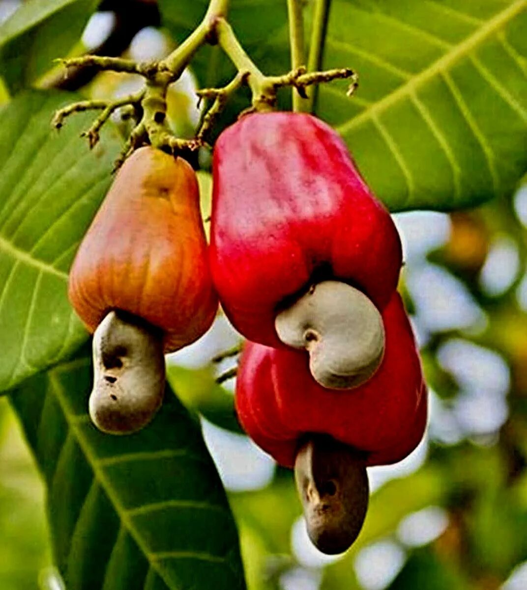 орехи кешью. кешью плодоножка. дерево с орехами кешью 5. как растет кешью. дерево с орехами кешью 5.