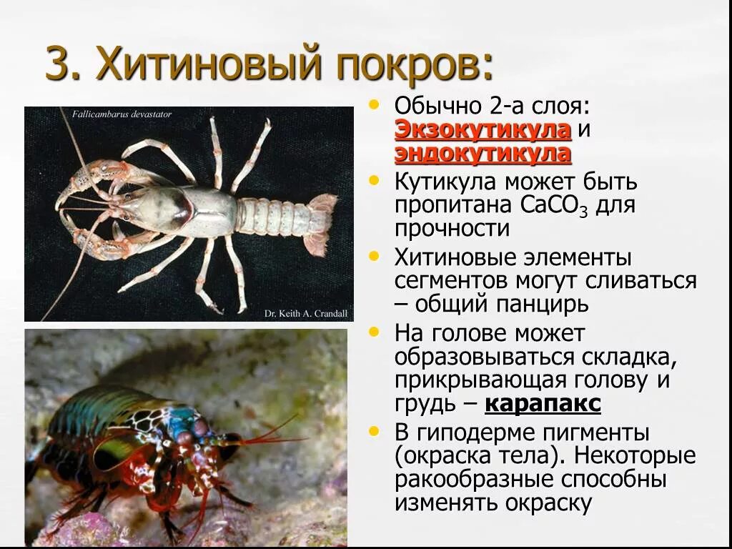 Кутикула ракообразных. Хитиновый покров ракообразных. членистоногие хитиновый покров служит. хитиновый покров класс ракообразные. хитиновый покров у членистоногих.