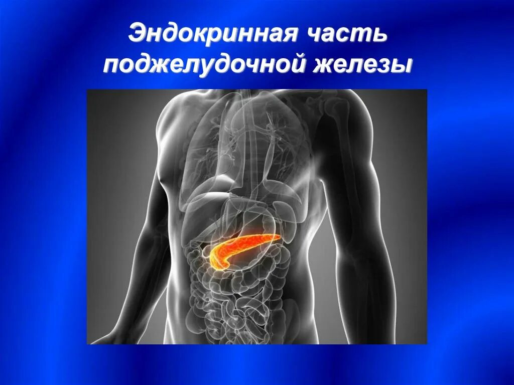 Эндокринную функцию поджелудочной железы выполняют. Эндокринную функцию поджелудочной железы выполняют