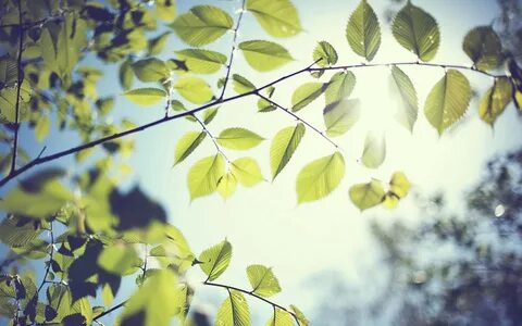 It s leaves