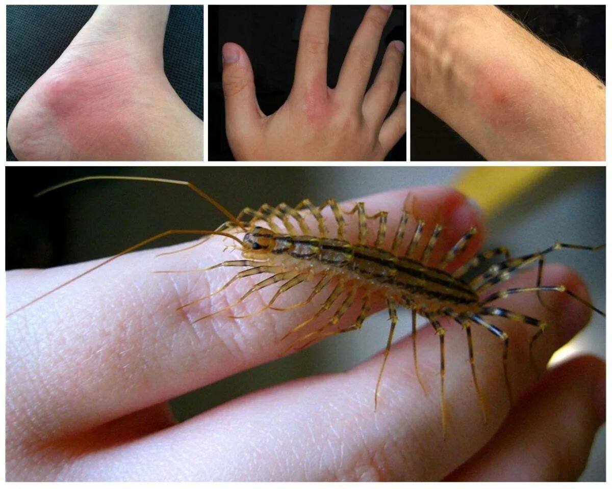 Сколопендра крымская сороконожка. Сколопендра ареал. Сколопендра крымская маленькая. Сороконожки опасны для человека в доме. Крымская кольчатая сколопендра.