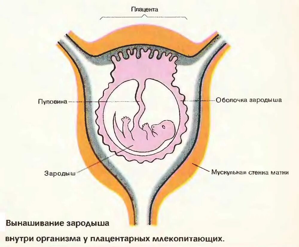 Развитие плацентарных млекопитающих. Развитие эмбриона млекопитающих. строение матки плацентарных. матка и плацента у млекопитающих. схема матки млекопитающих.