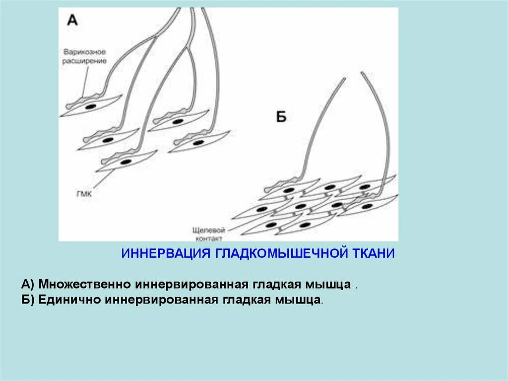 Иннервирует гладкие мышцы. Иннервация гладкой мышечной ткани. Мультиунитарные гладкие мышцы. Моноунитарные гладкие мышцы. Унитарные и Мультиунитарные гладкие мышцы физиология.