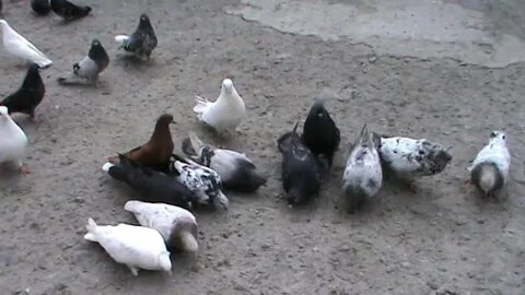 Голуби николаевские николаевская область