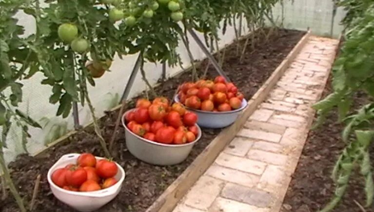 Сорт марго помидоры. Томат кумир производитель. Томат кумир фото. Сорт яблони кумир. Яблоня баргузин.