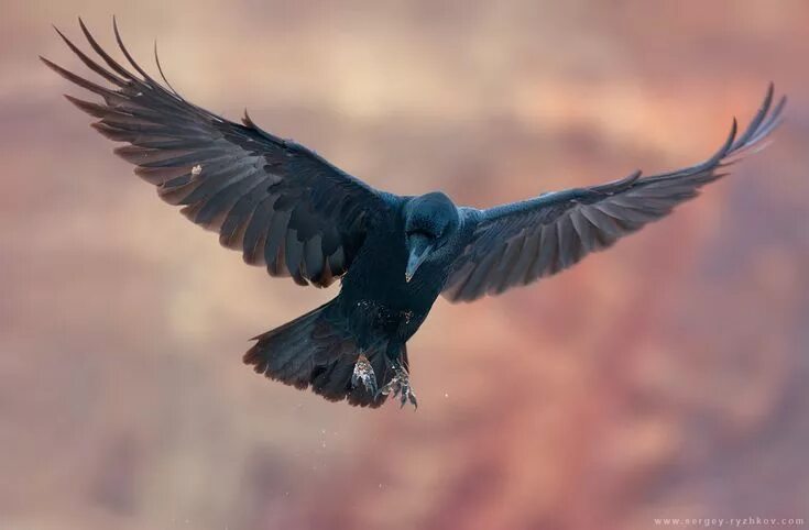Three Gifts from Crow Crow flying, Crow, Crow pictures