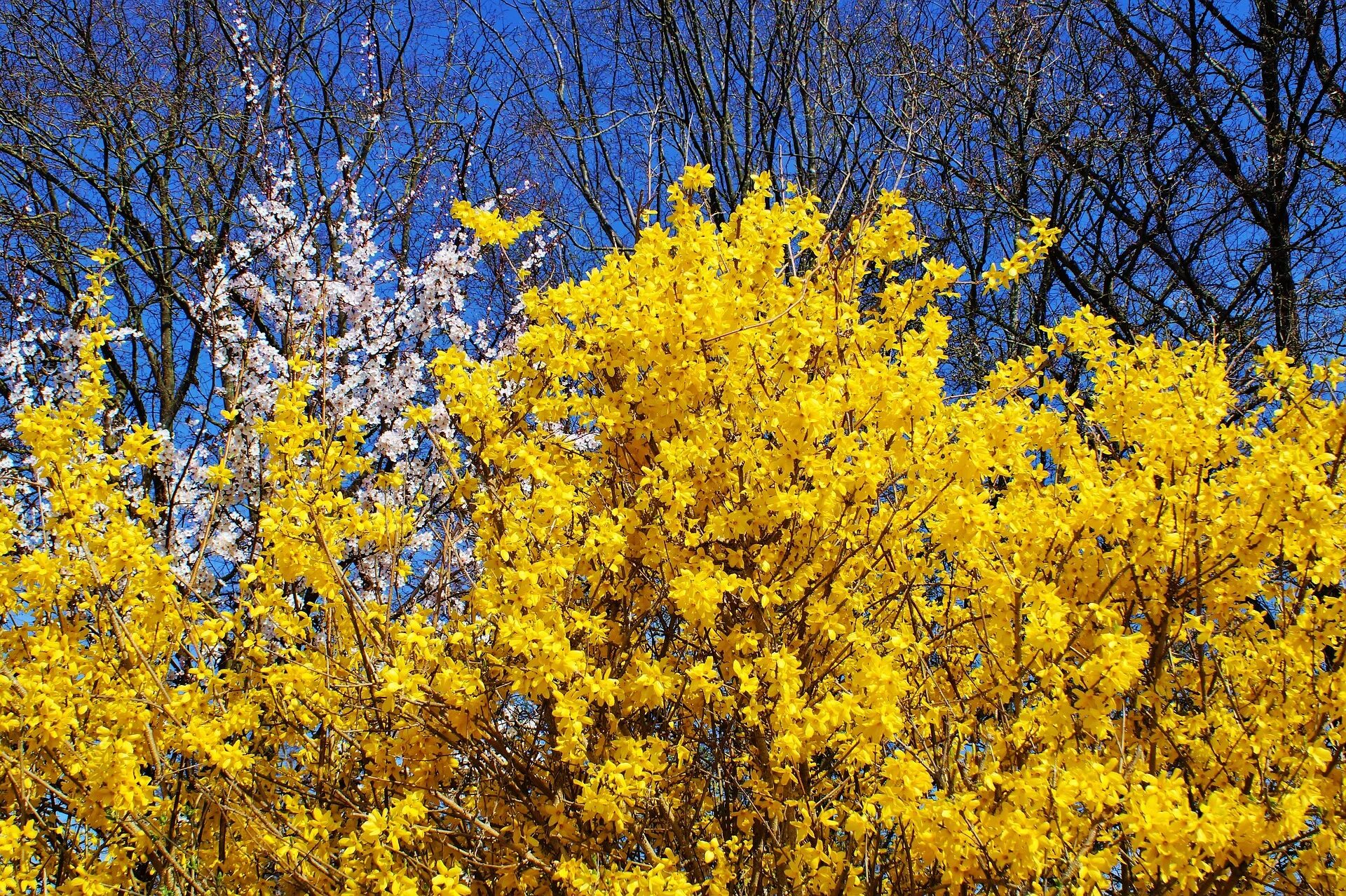 Желтый кустарник название цветущий весной фото. Форзиция (форсайтия). Желтый кустарник форзиция. Форзиция Микадор. Форзиция (Forsythia).
