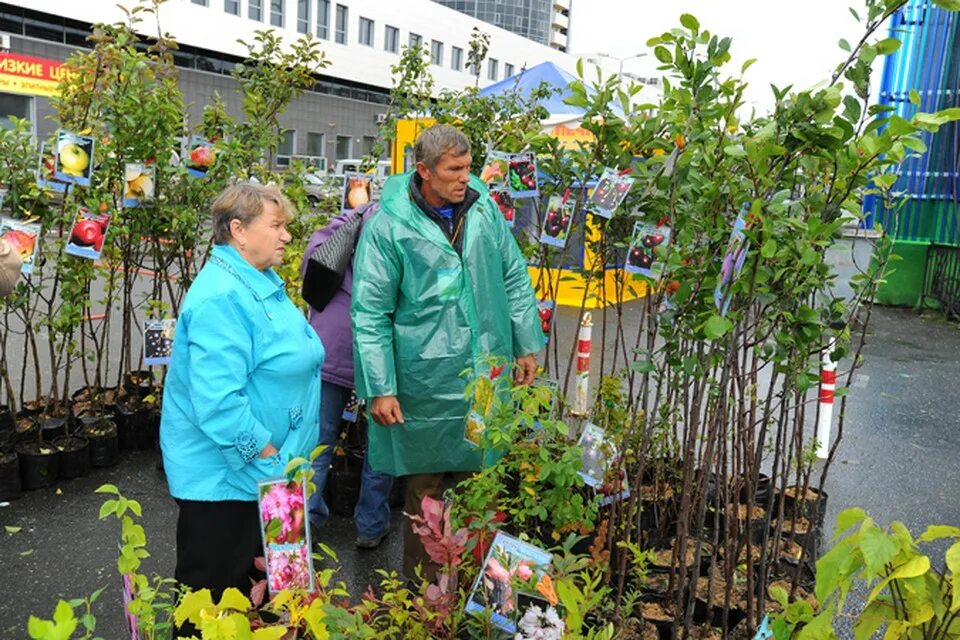 садовый центр мичуринский сад. ярмарка саженцев. окучивать томаты или нет. садоводов 52. садовый центр саженцы.