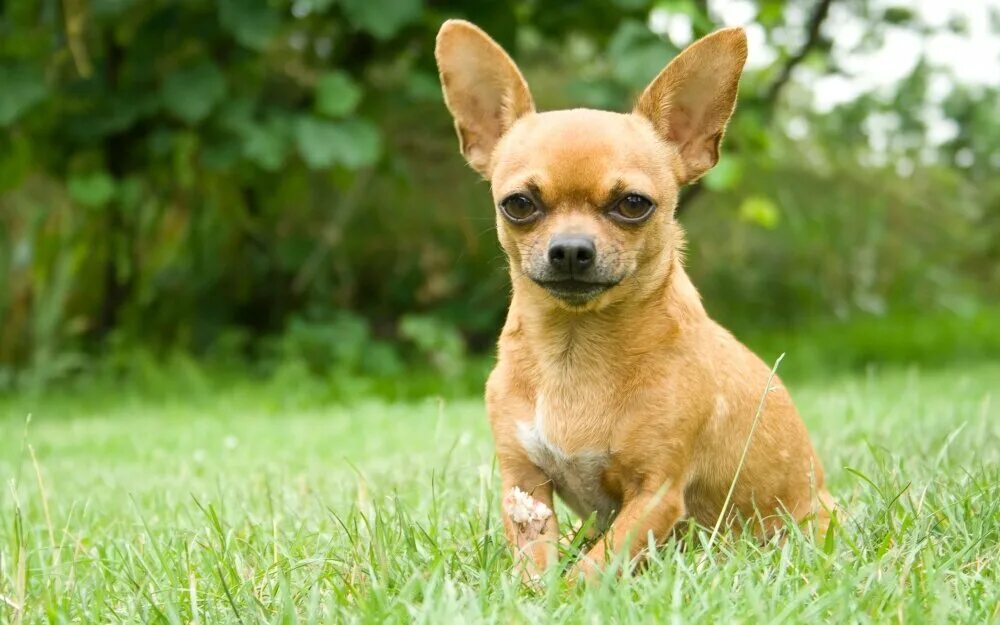 Самая маленькая порода. Порода собак чихуахуа. Тайский чихуахуа. Дог и чихуахуа. Чивини порода.