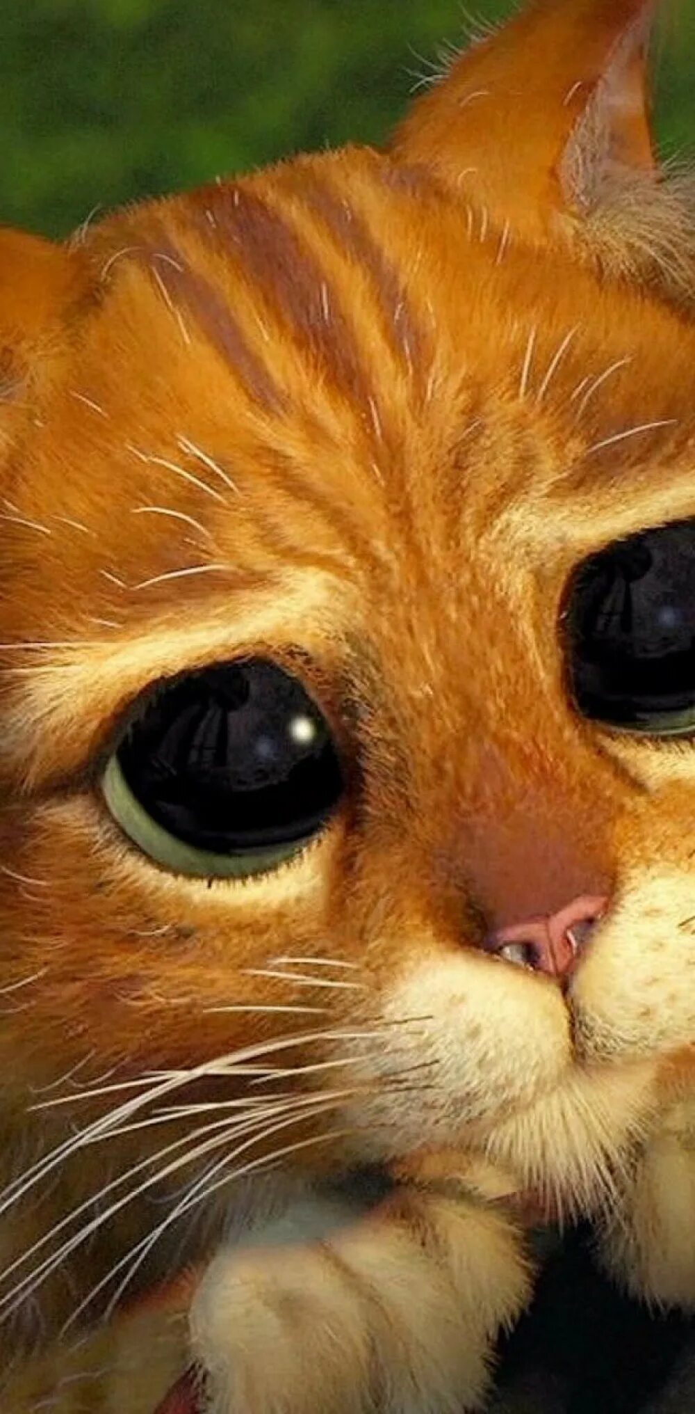 Кот из Шрека глаза. Кот в сапогах глаза. Взгляд кота из Шрека. Коти з Грека. Глазки шрека