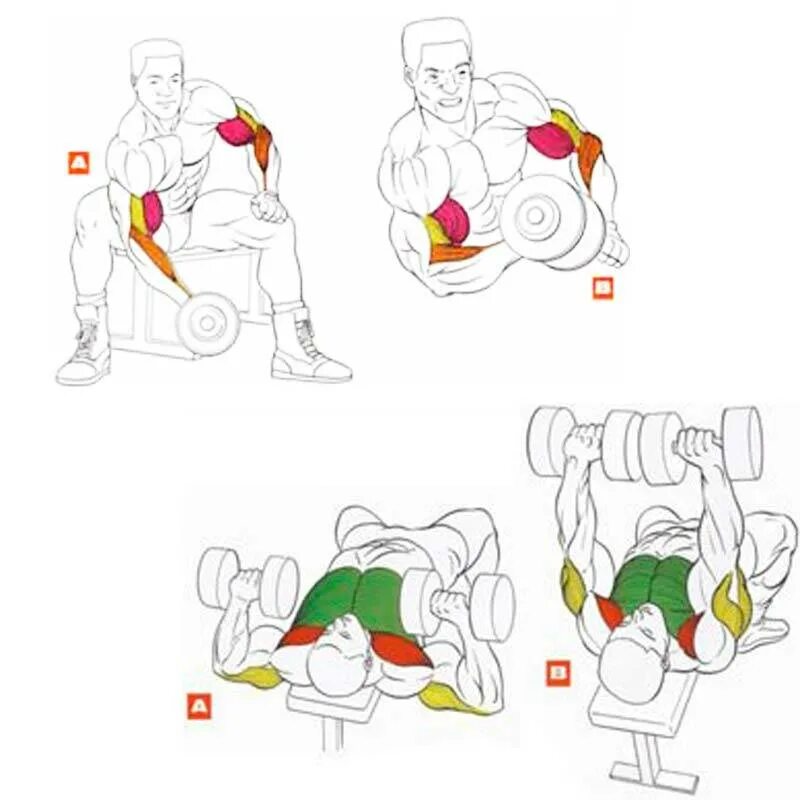 Упражнения с гантелями для бицепса для мужчин. Упражнения с гантелями для качания бицепса. Как накачать бицепс и трицепс в домашних условиях. Упражнения с гантелей на бицепс и трицепс. Упражнения с гантелями на бицепс и трицепс.