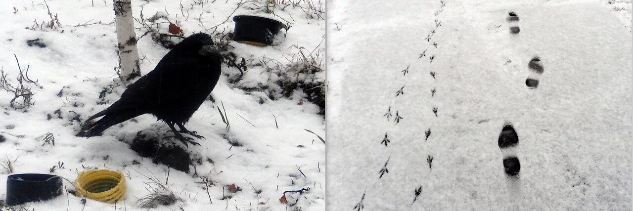 Следы сороки на снегу. Ворон на снегу. Следы зимующих птиц. Следы сороки на снегу. Следы зимующих птиц на снегу.