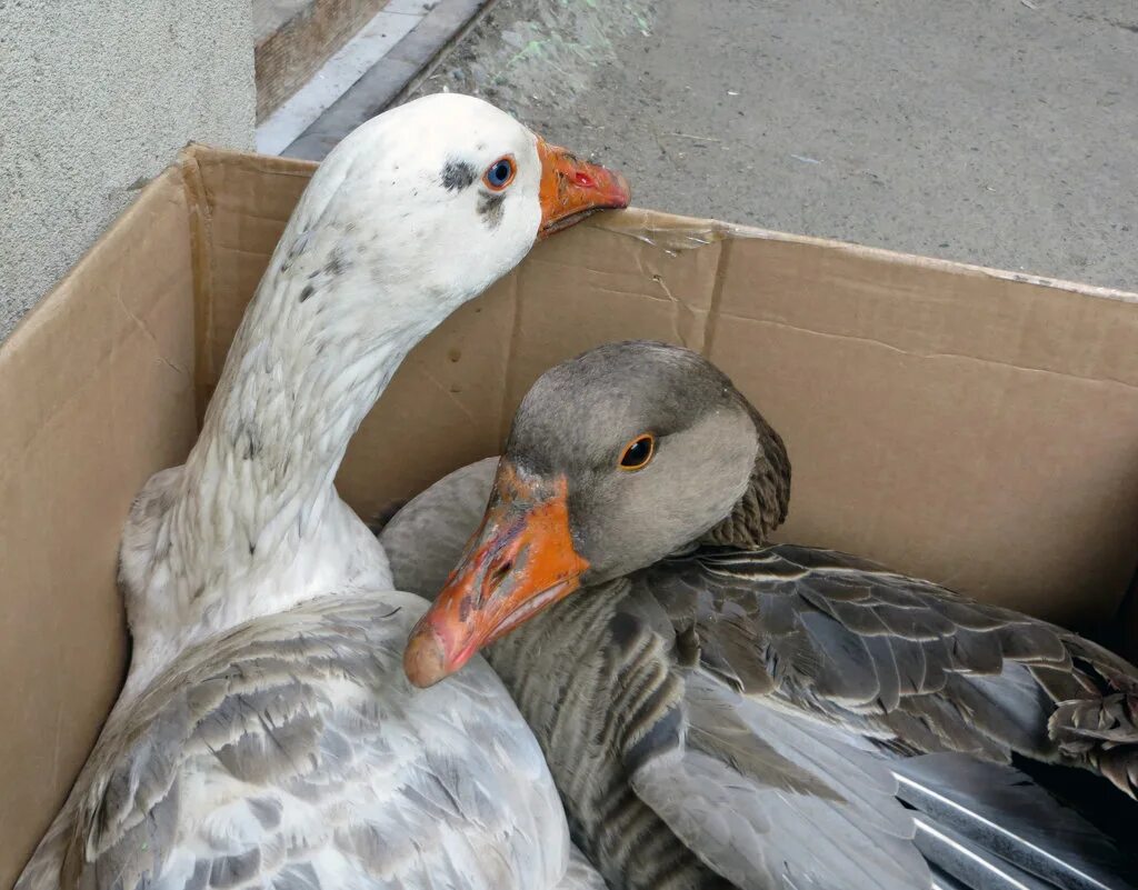 гусь и гусыня. серый и белый гусь. желтый гусенок белая гусыня серый гусь. один серый, другой белый. два один белый один серый.