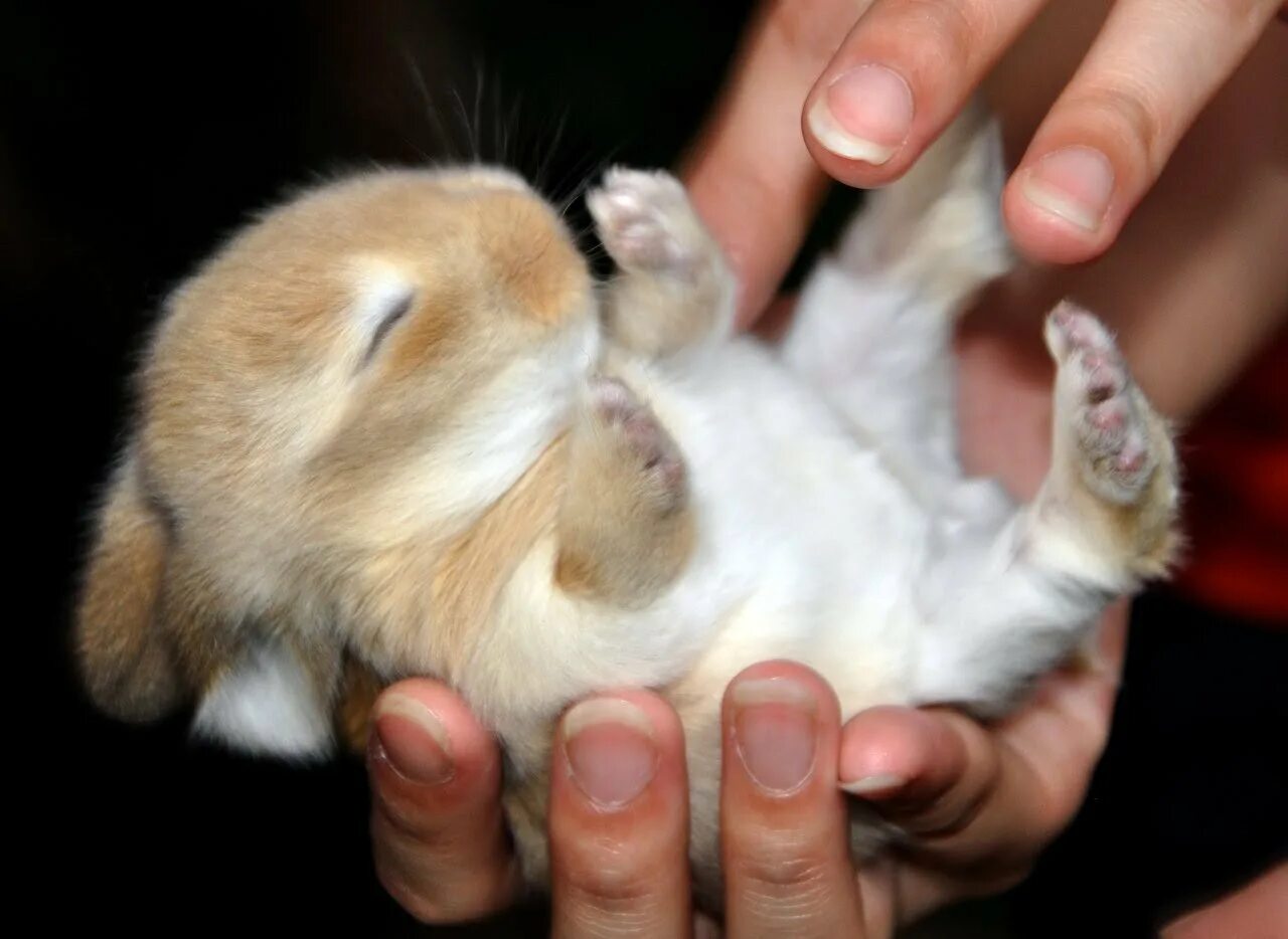 Кролик на руках. Кролик на ладошке. Маленький кролик в ладошках. Маленький зайчик.