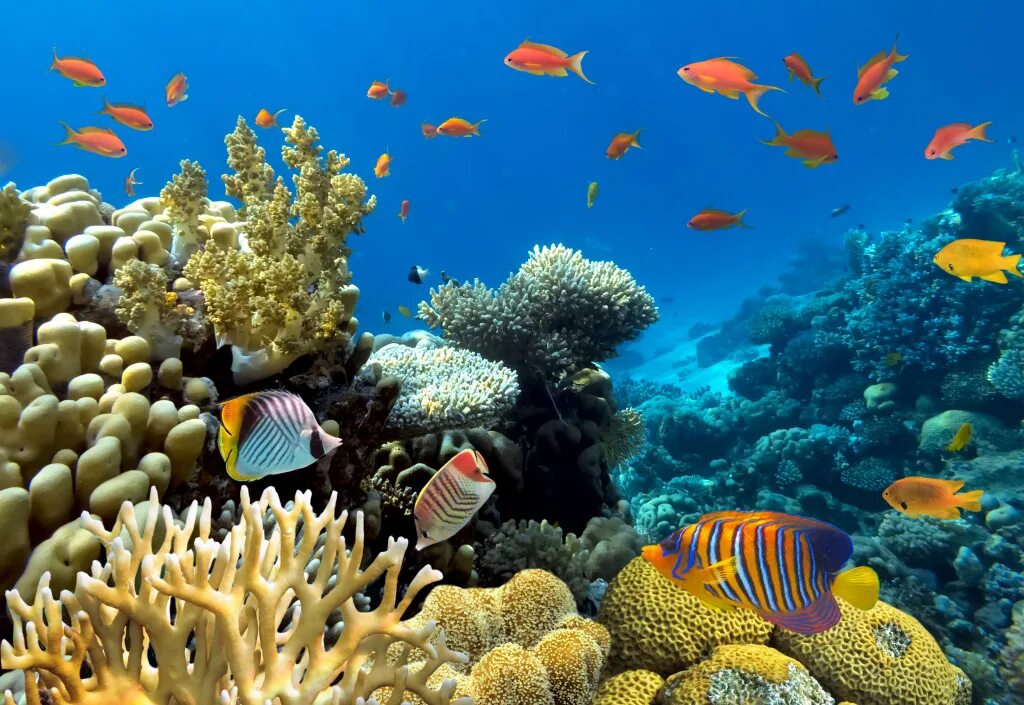 Подводный мир кораллов. Рифы в океане. Риф ракушки красное море. Подводный риф риф. Подводный кораллы и рифы.