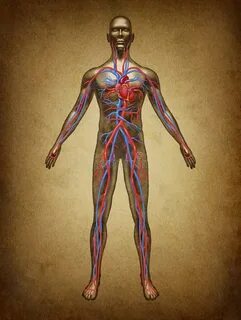 Human c