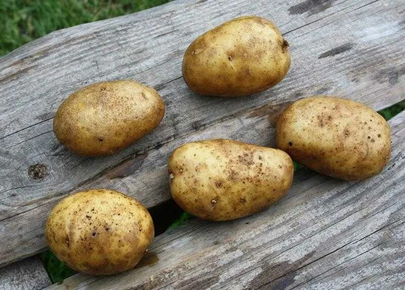 Венета картофель характеристика отзывы