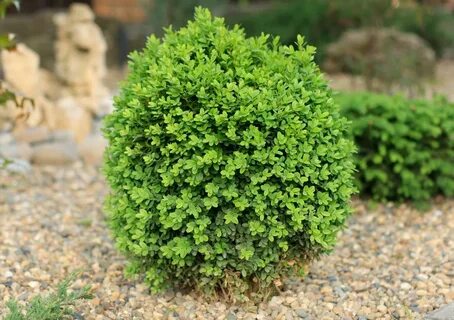 Вечнозеленый низкорослый кустарник