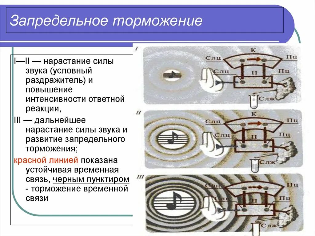 Фазы торможения. Схема развития запредельного торможения рис 309. 2. нарисуйте схему развития запредельного торможения. запредельное торможение примеры. запредельное охранительное торможение примеры.