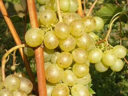 Виноград мускат описание сорта фото отзывы