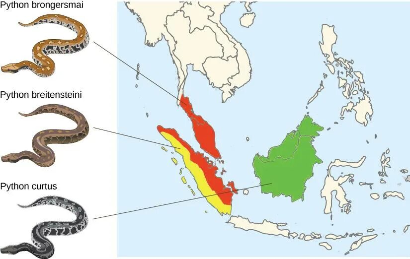 План анаконда. Ареал обитания анаконды. Питон ареал обитания. Анаконда ареал обитания на карте. Место обитания анаконды на карте.