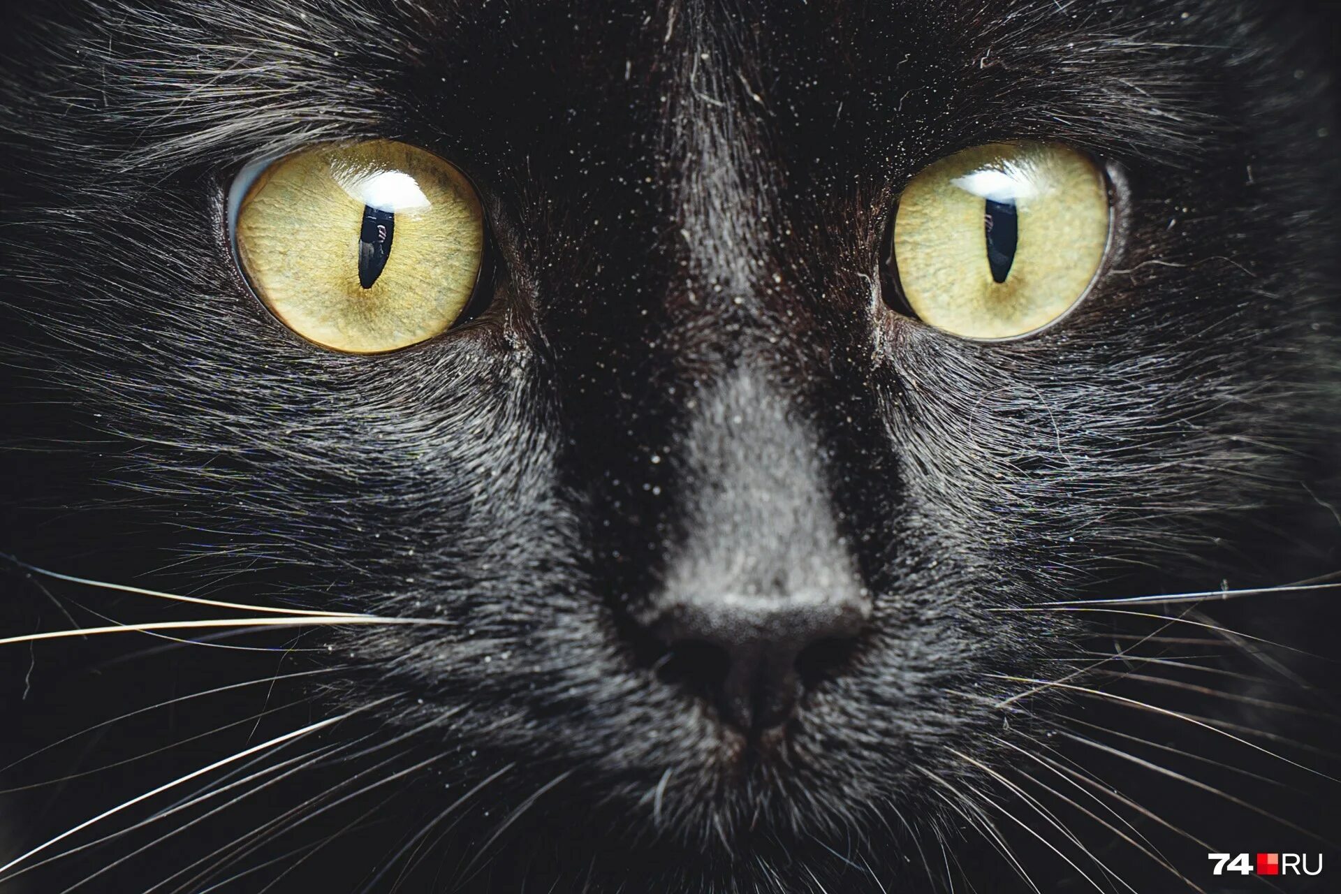 Глаза кошки. Вид из глаз кошки. Виды глаз у кошек. Виды взглядов кошки. Время глазами кошки