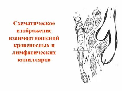 Лимфатические и кровеносные капилляры