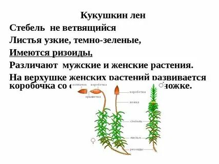 Высшие споровые растения строение. Строение споровых растений. Вегетативное размножение моховидных. Способы размножения мхов. Вегетативные органы мхов это.