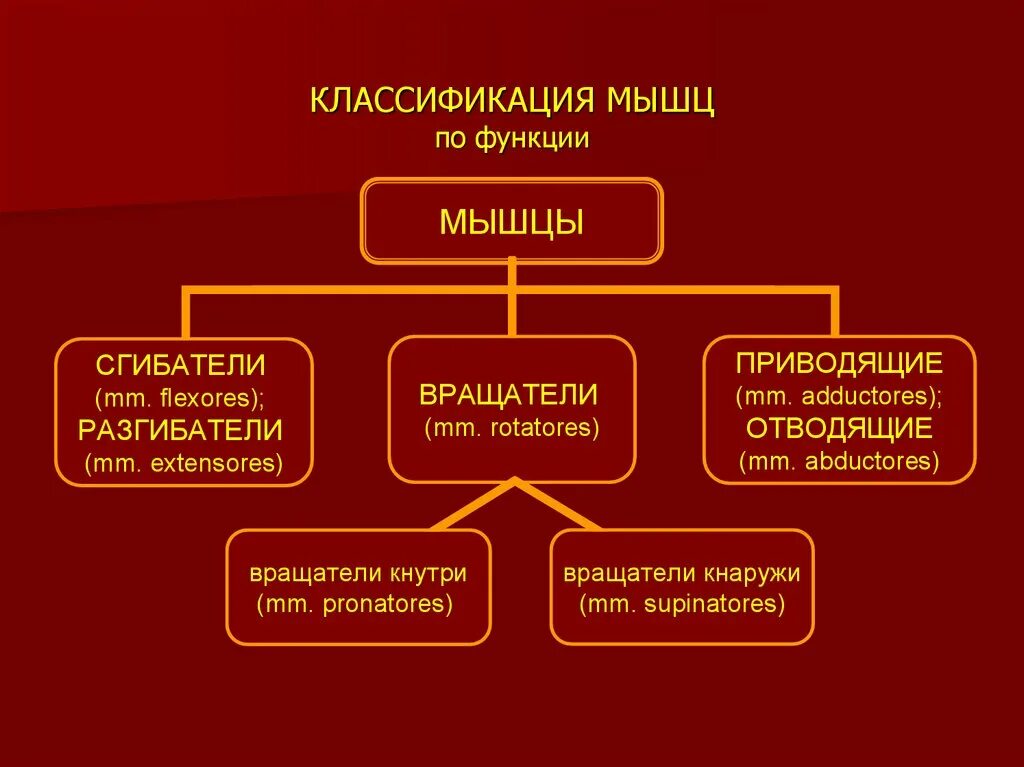 Классификация по выполняемой функции. Классификация мышц. мышцы классификация и функции. типы мышц по функции. классификация мышц человека по функции.