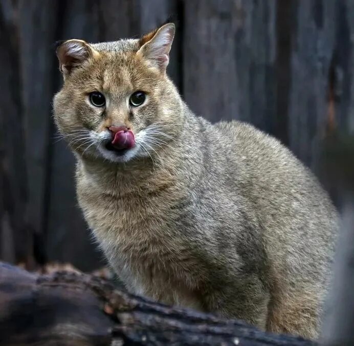 камышовый кот. камышовый кот обитают. камышовый кот (болотная рысь). камышовый кот обитают. камышовый кот обитают.