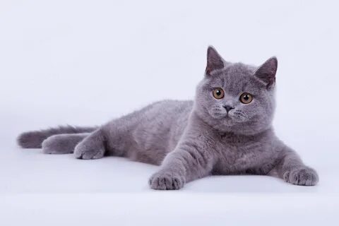 Покажи британцев