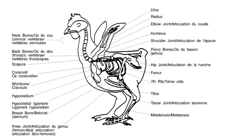 Строение кур скелет. Суставы курицы анатомия. Анатомия страуса. Строение курицы.